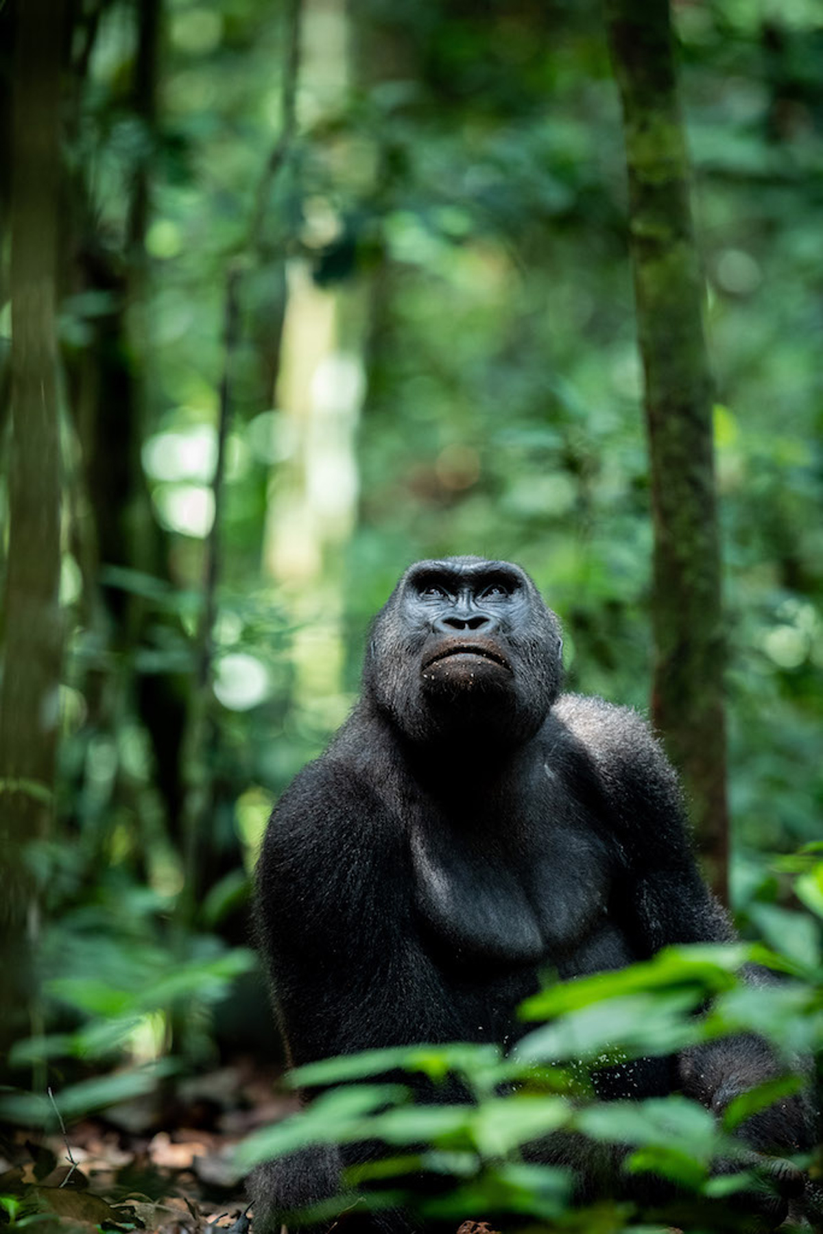 A lowland gorilla looking thoughtful in Dzanga-Sangha National Park, Central African Republic © Jacha Potgieter