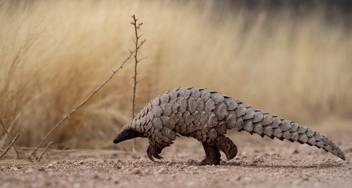 A ground pangolin, also known as Temminck's pangolin, spotted in Namibia © Jacha Potgieter