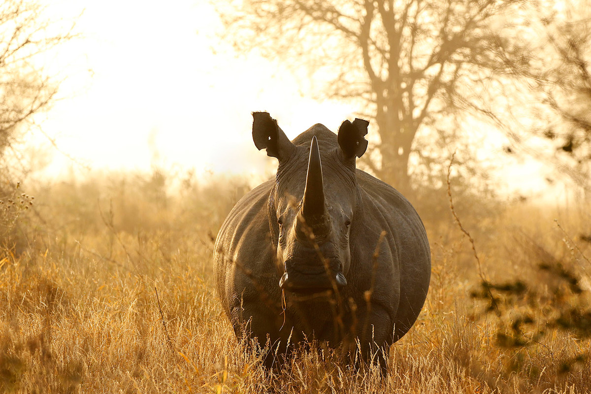 A white rhino bull spotted in the early morning in Kruger National Park, South Africa © Jaco Beukman