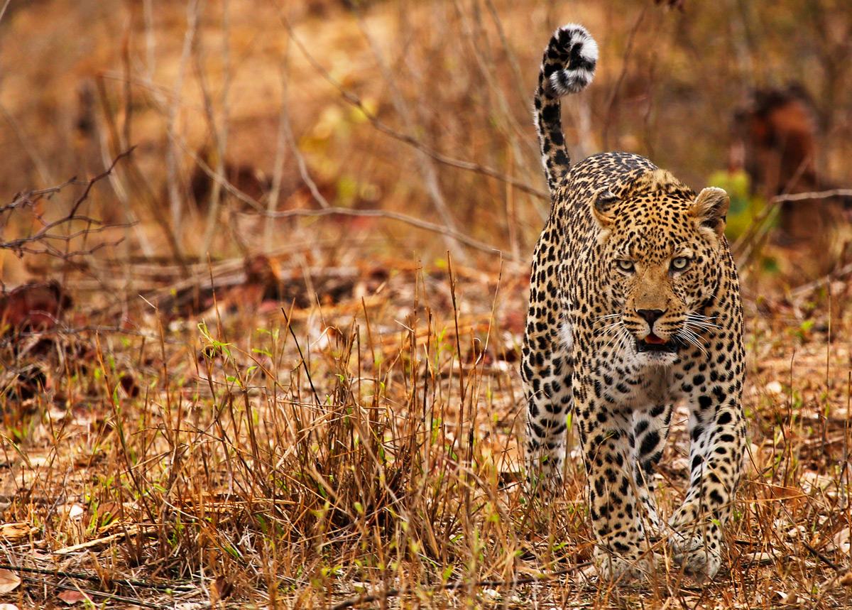 A leopard patrols his territory in Sabi Sands Private Game Reserve, South Africa © Jane Pearce