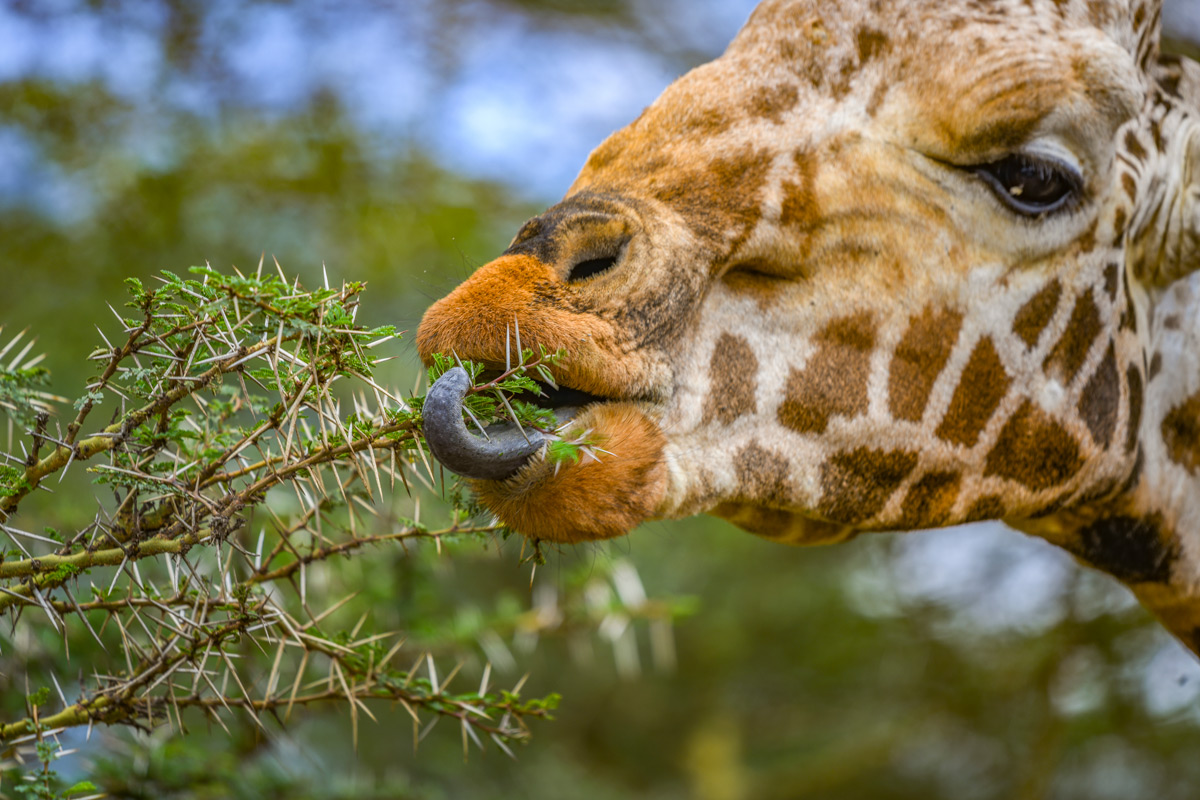 Tongue of Rothschild's giraffe wrapped around acacia thorns and leaves in Lake Nakuru National Park, Kenya © Jen Watson