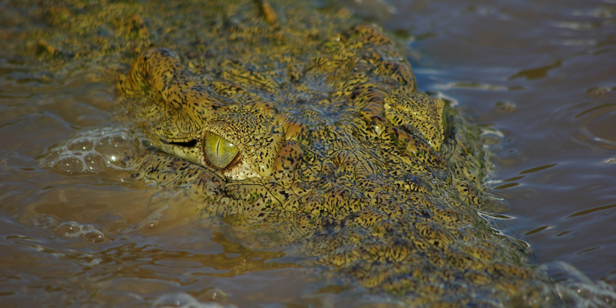 "Those eyes..." – close up with a Nile crocodile at the submerged concrete causeway outside Shingwedzi camp in Kruger National Park, South Africa© Jo Fankhauser