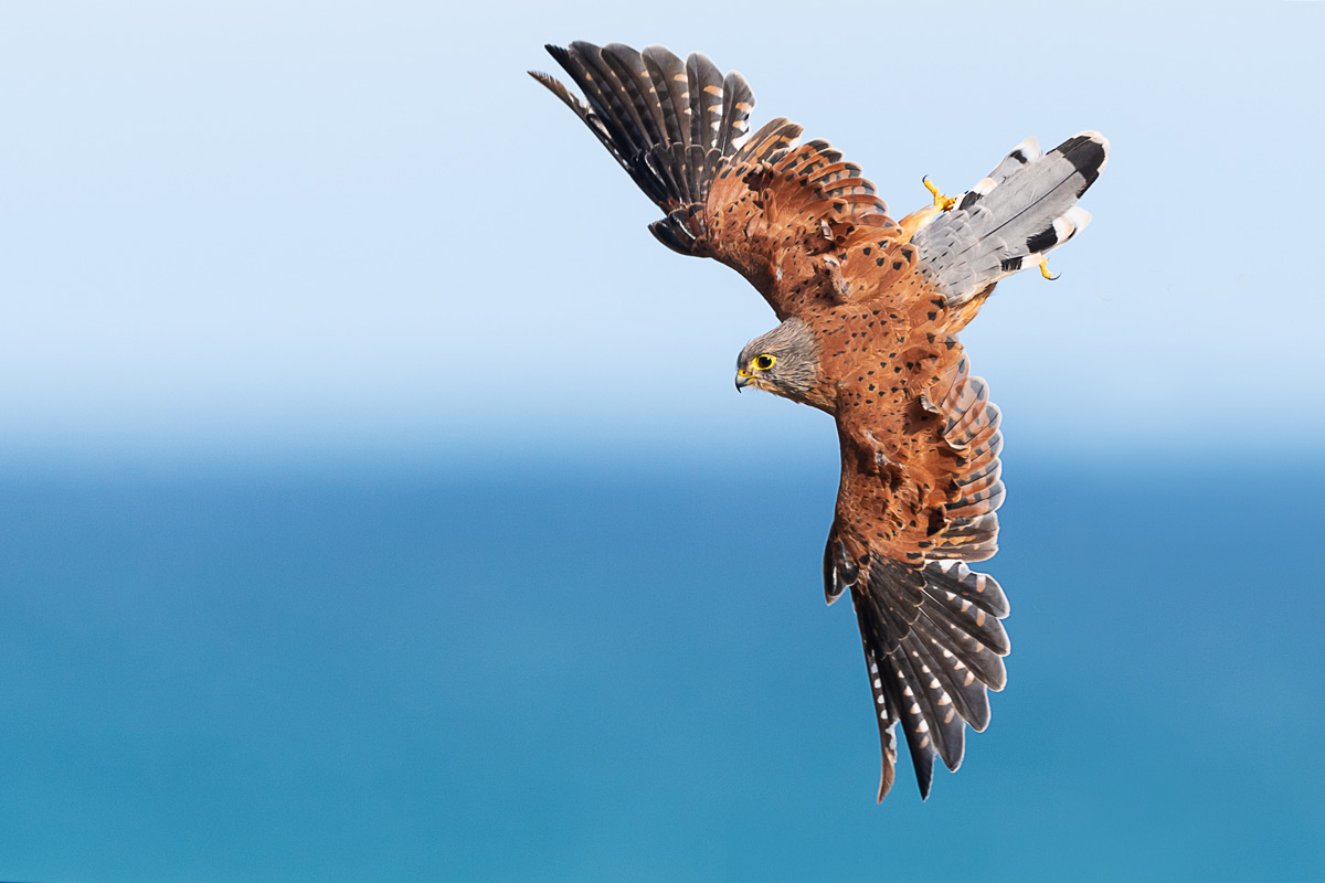 A rock kestrel searches for prey by the coast in the Agulhas region, South Africa © Johan Mocke