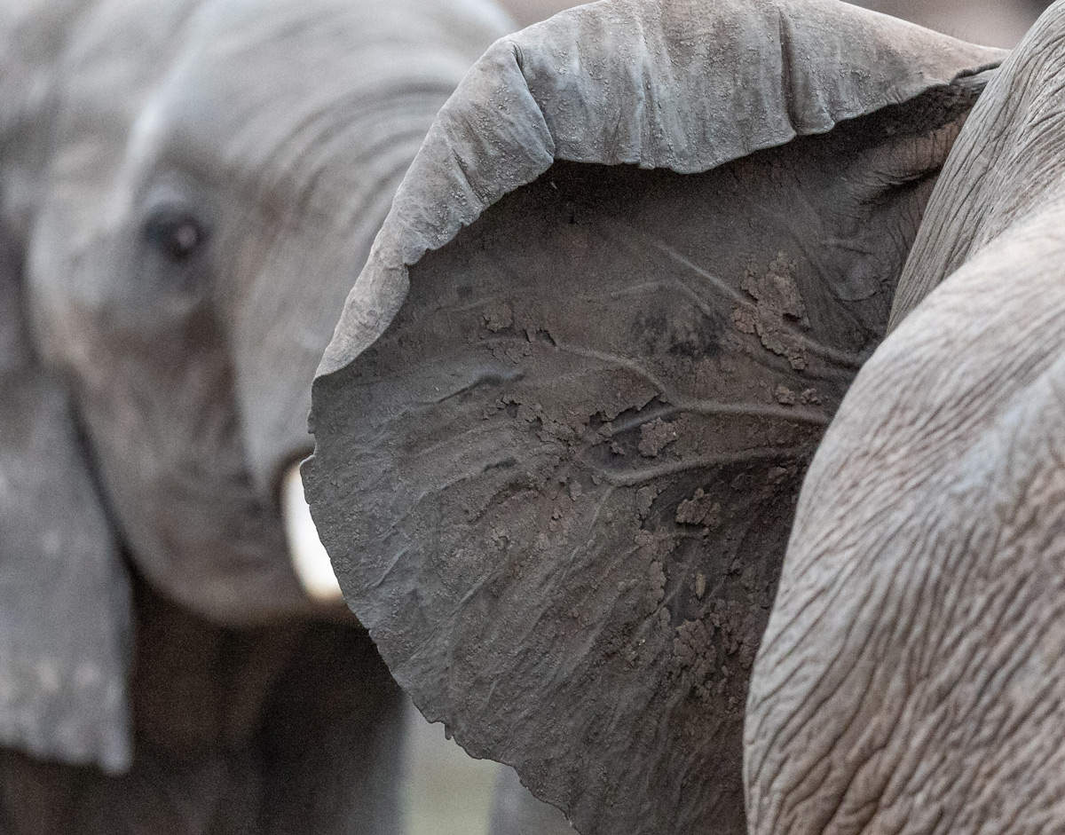 Detail of an elephant's ear, Kruger National Park, South Africa © Karen Blackwood
