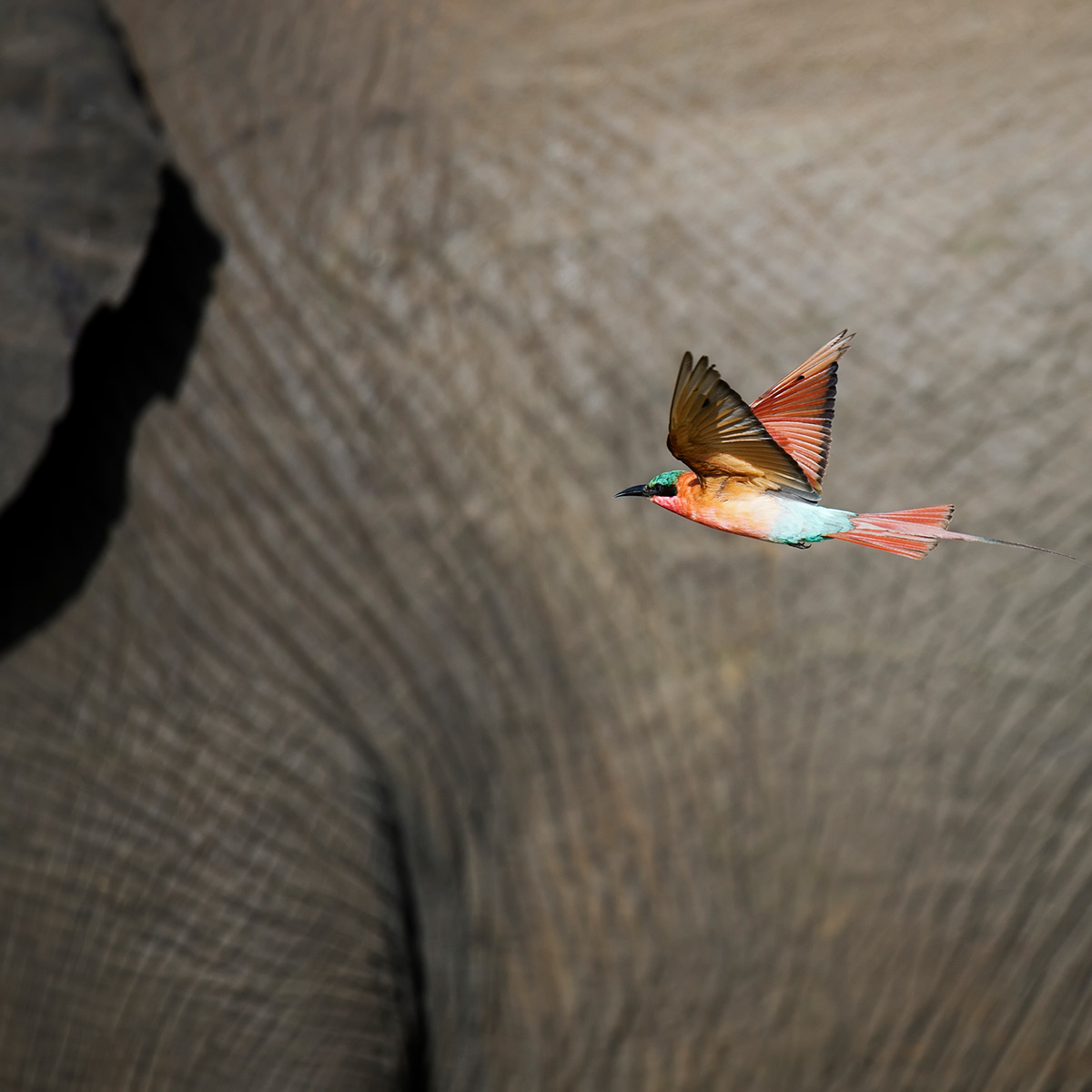 A carmine bee-eater flies around an elephant in Kruger National Park, South Africa © Licinia Machado