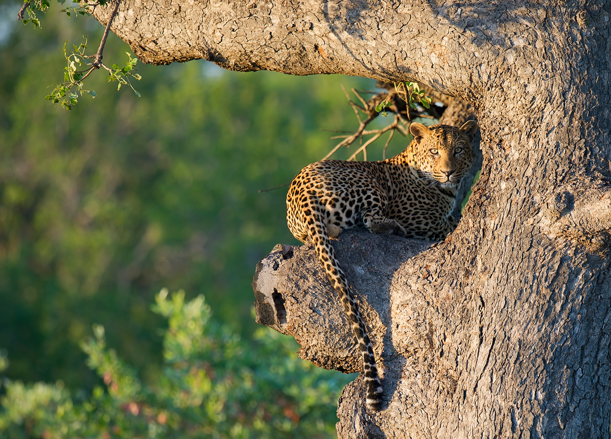 A leopard rests in a tree while the sun rises in Kruger National Park, South Africa © Licinia Machado