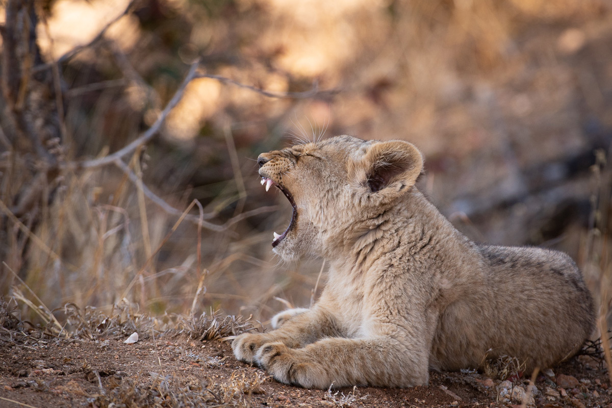 A lion cub yawns in Timbavati Private Nature Reserve, South Africa © Luke Street