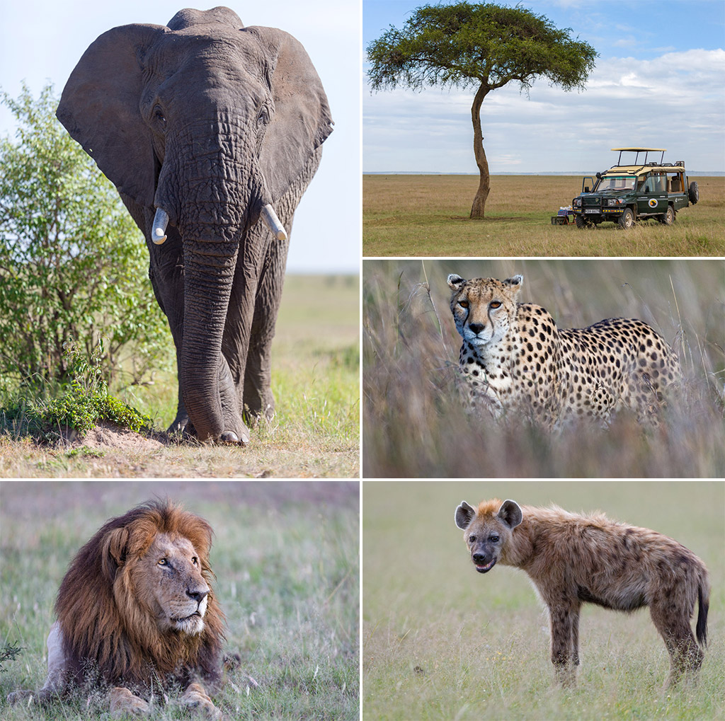 Masai Cheetah Sunrise" No 4 4 Africa-images "Elephant