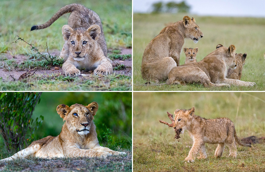 Maasai Mara