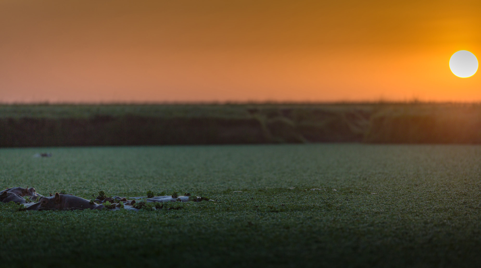 Maasai Mara A spectacular sunrise with hippos © Ruzdi Ekenheim