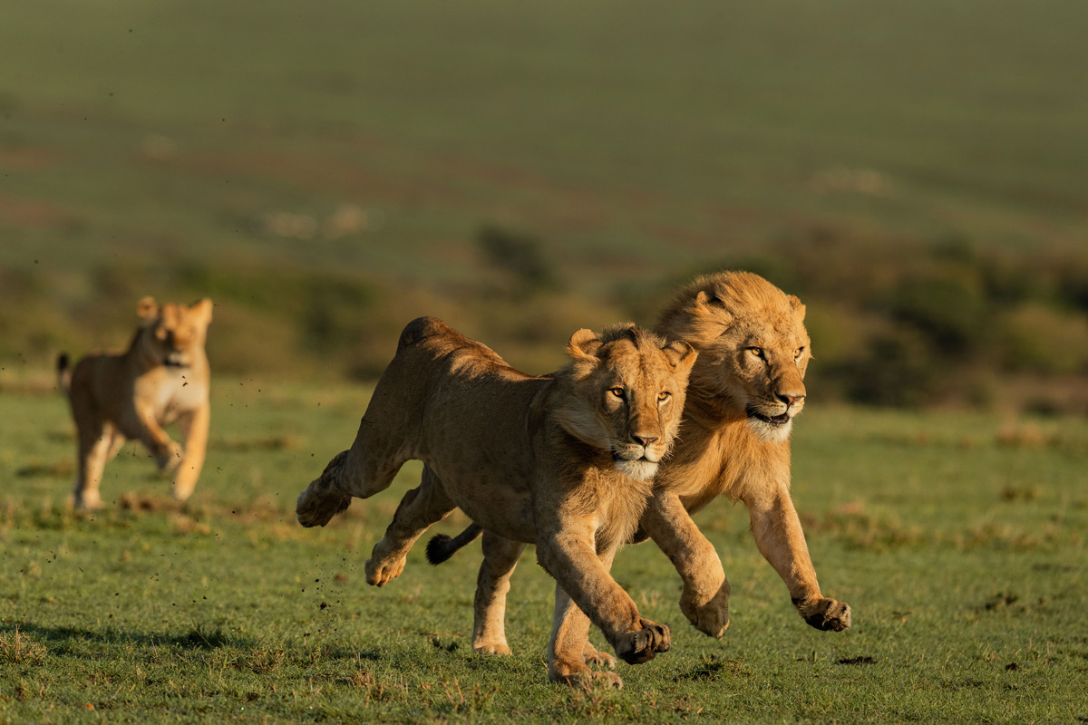 "These two nomadic brothers tried to take over a pride, however they were completely overpowered by the lioness who chased these intruders away from her pride" – Maasai Mara National Reserve, Kenya © Magal Sanjeev