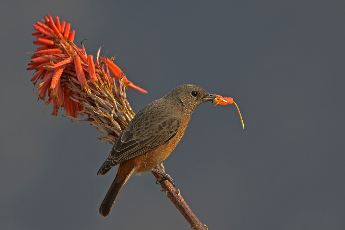 A Cape rock thrush spotted at Giant's Castle, Drakensberg, South Africa © Margie Botha