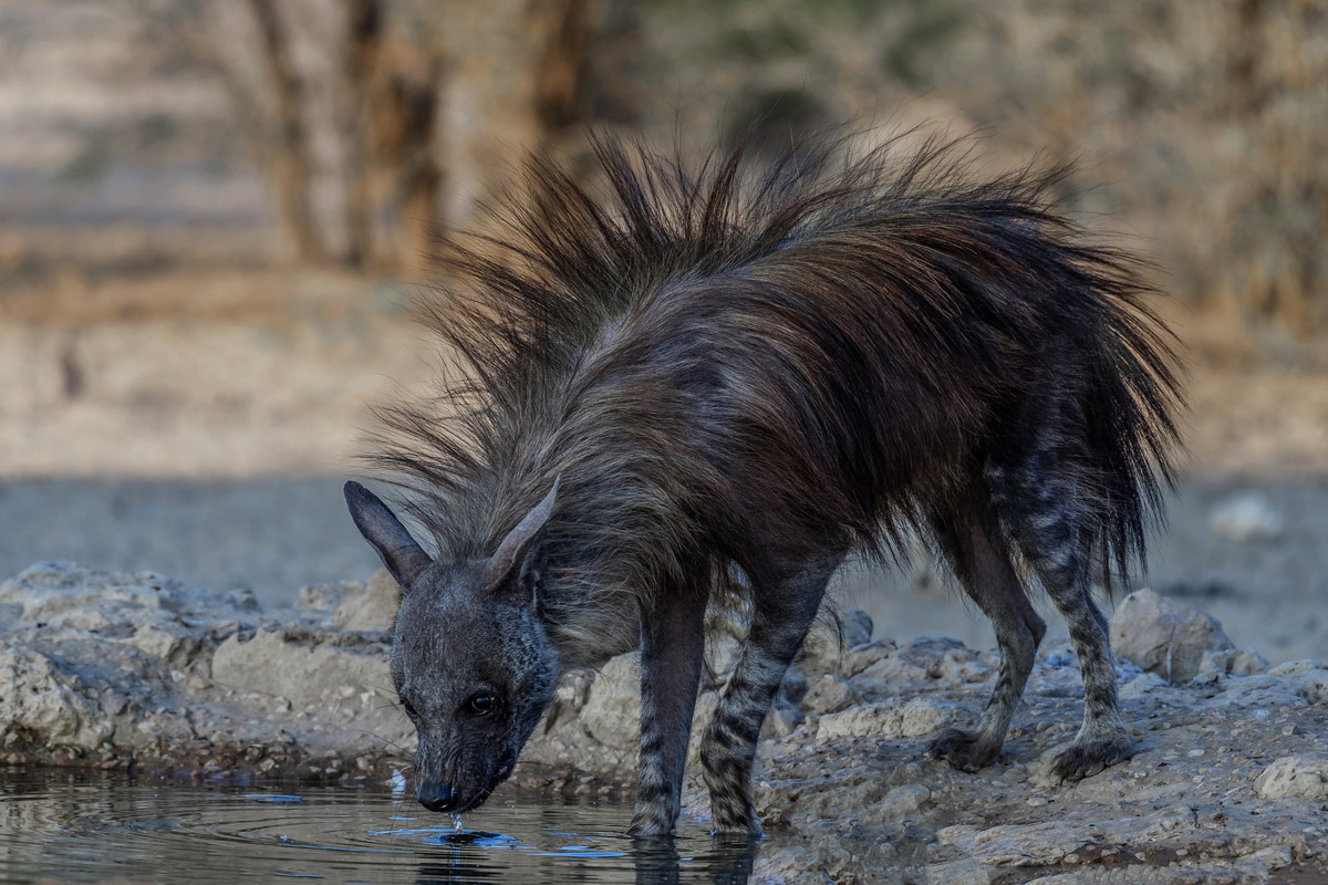 A brown hyena drinks at a waterhole in Kgalagadi Transfrontier Park, South Africa © Margie Botha