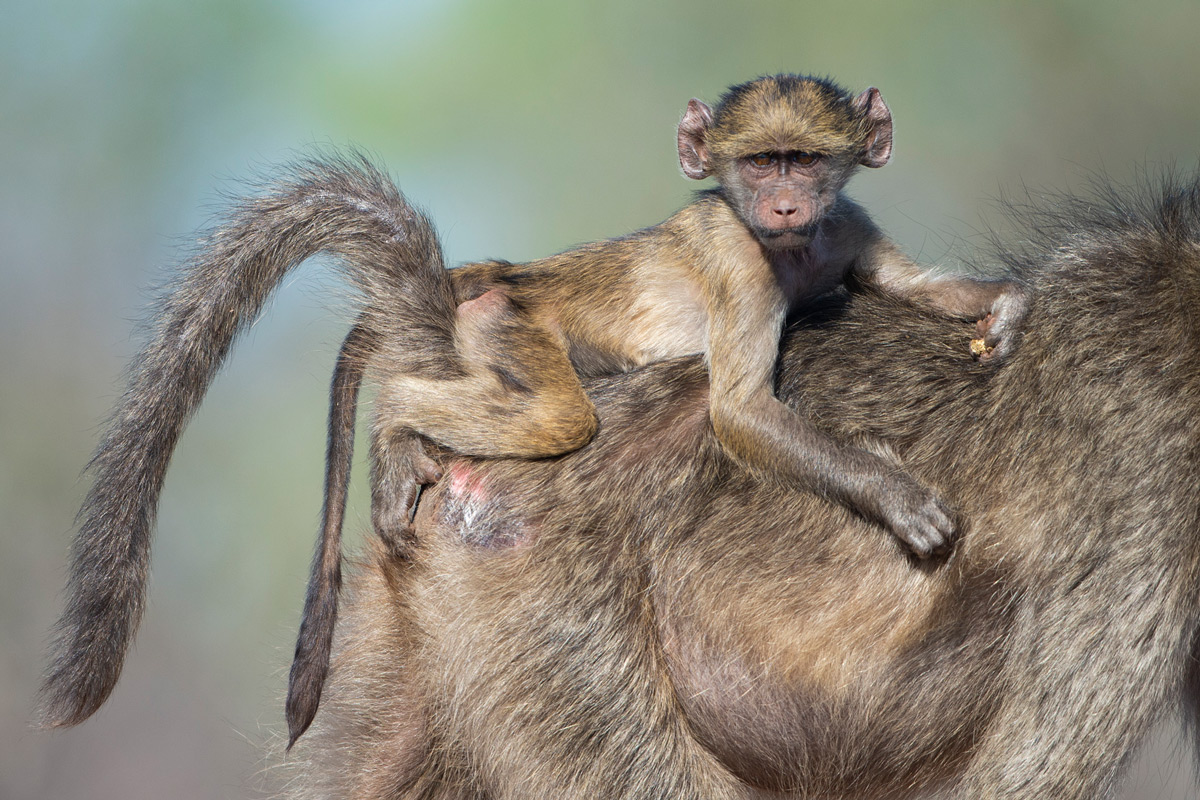 A young baboon rides on his mother's back in Khaya Ndlovu Game Reserve, South Africa © Margie Botha