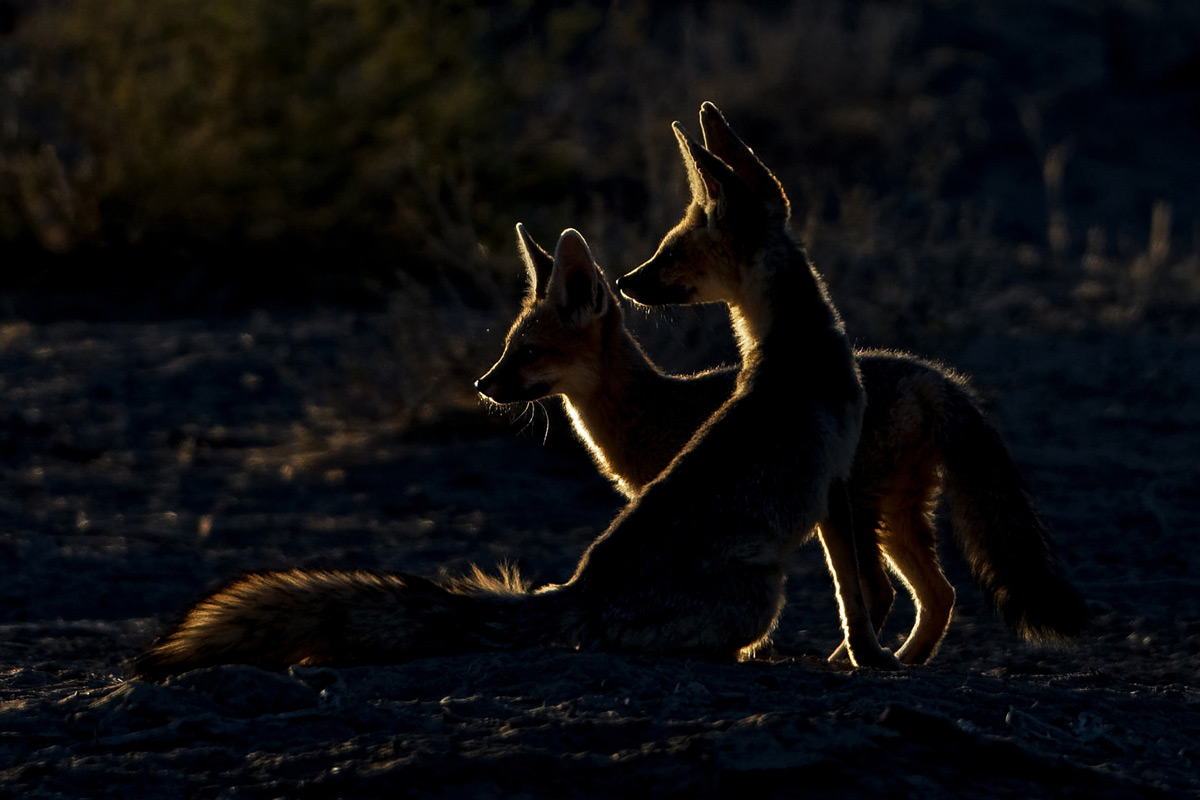 Cape foxes play in the first rays of the sun in Kgalagadi Transfrontier Park, South Africa © Margie Botha