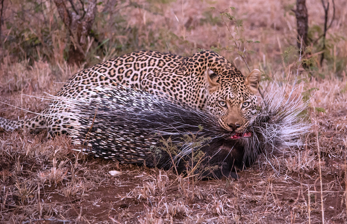 A leopard with a porcupine which he killed swiftly without any injury to himself in Kruger National Park, South Africa © Mari van Bosch