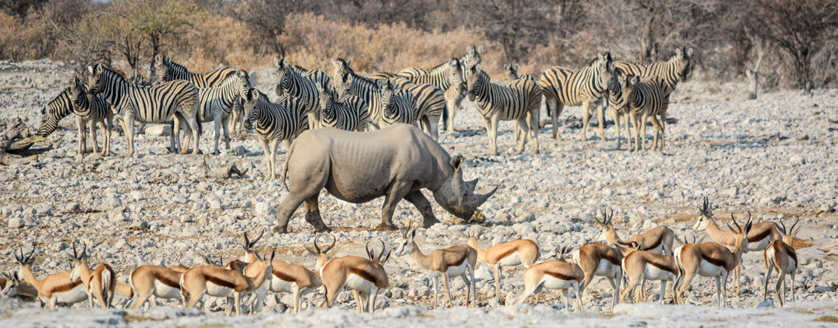 Zebras and springboks flank a black rhino, as if forming a guard of honour, as it walks away from a waterhole in Etosha National Park, Namibia © Mari van Bosch