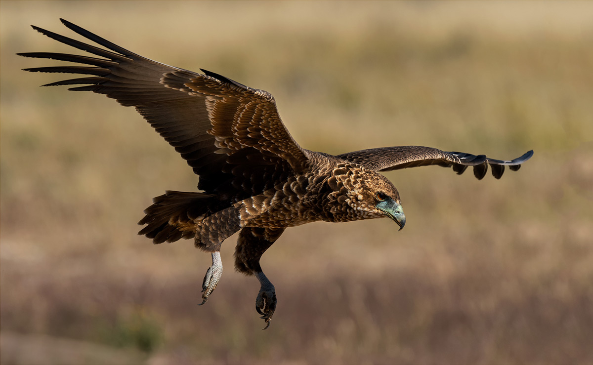 A juvenile bateleur comes in to land at Mpayathutlwa pan, Mabuasehube Game Reserve, Botswana © Mart-Mari Duvenhage