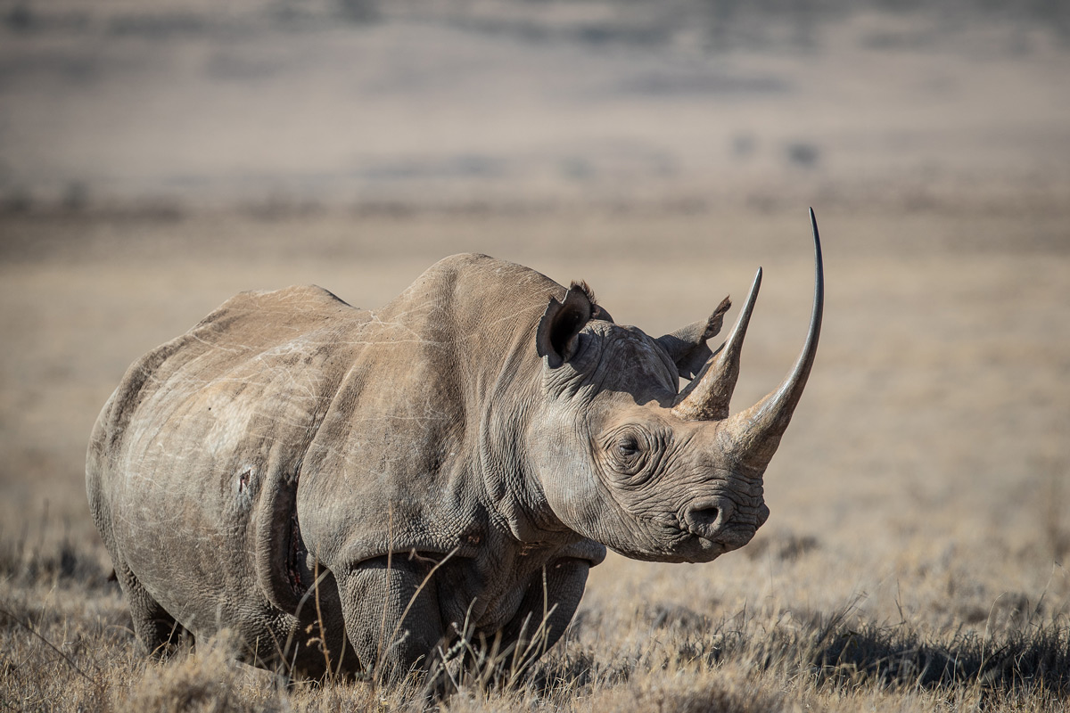 A majestic black rhino in Kenya © Matthew Scerri 