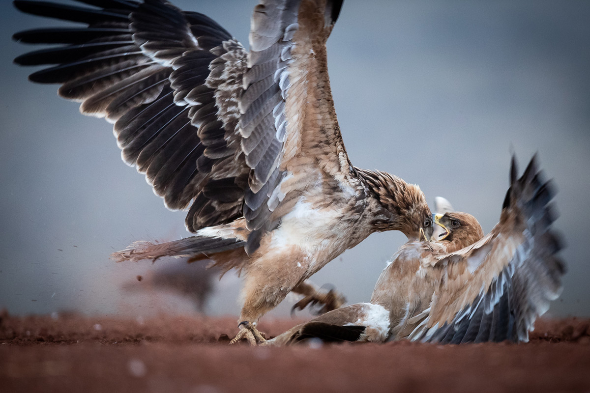 Tawny eagles fight for dominance over food in Zimanga Private Game Reserve, South Africa © Matthew Scerri 