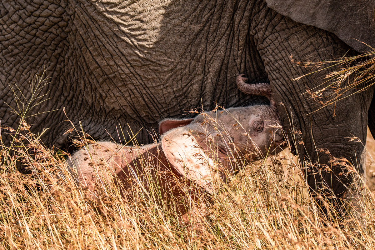 A leucistic elephant calf spotted in Maasai Mara National Reserve, Kenya © Michele Cabria