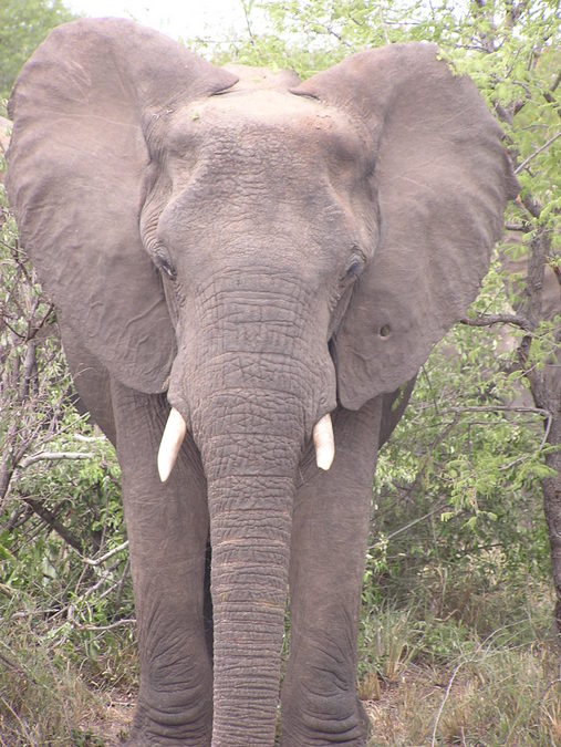 Old elephant cow