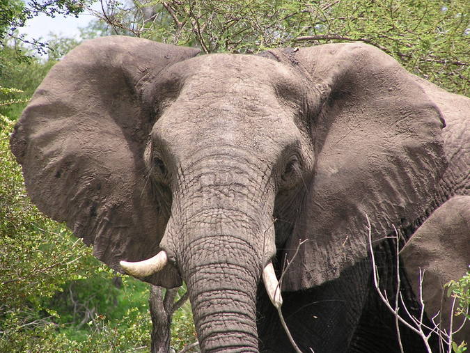 Elephant cow with skewed tusk