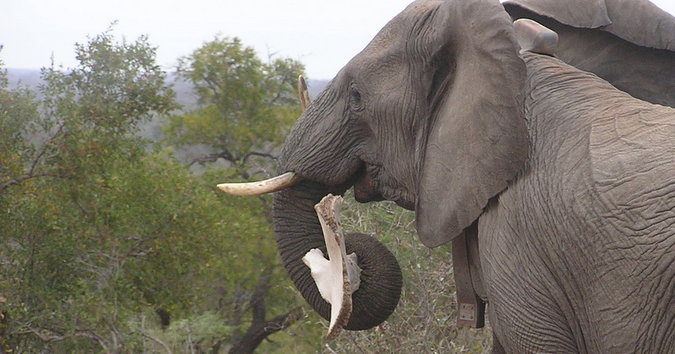 Elephant and bone interaction