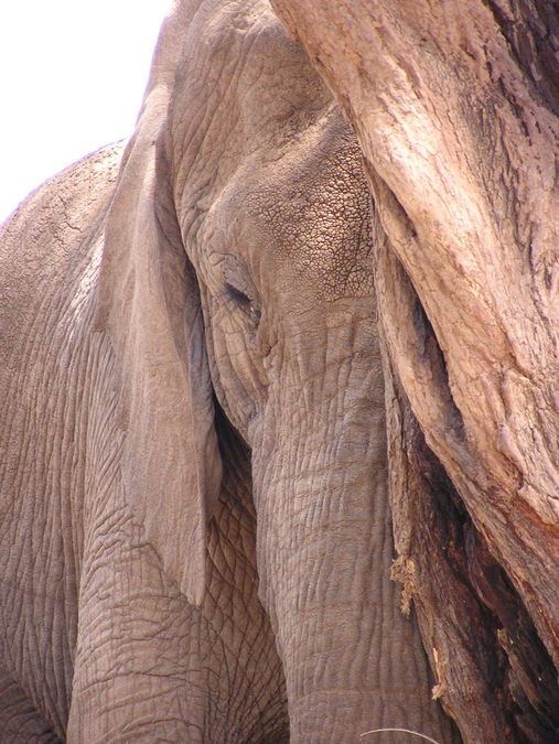 Asian Elephants Aware Of Themselves