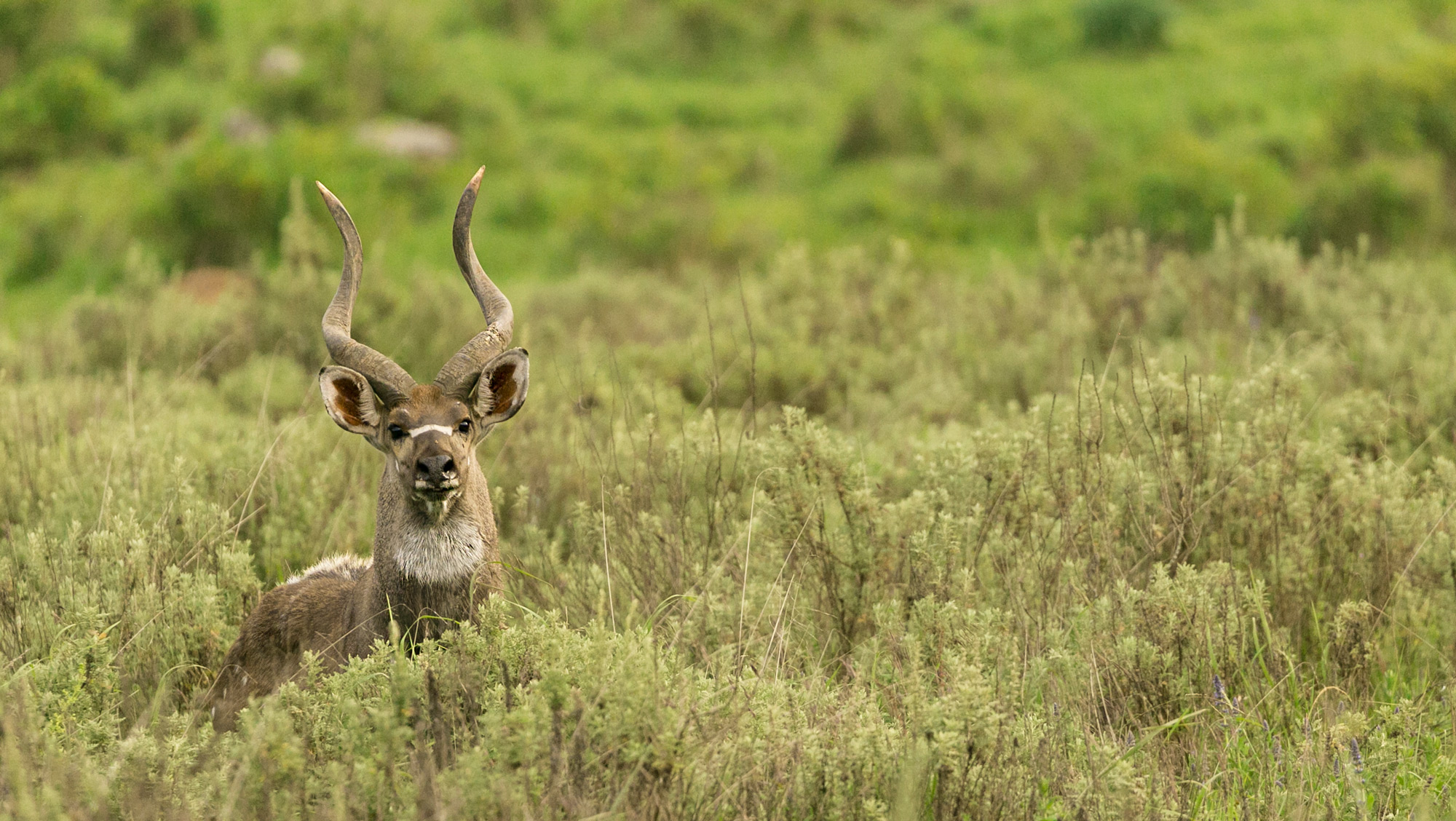 A mountain nyala, also known as a balbok, spotted in Bale Mountains National Park © Christian Boix