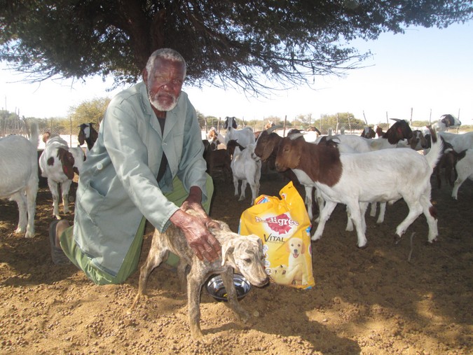 Farmer with livestock guarding puppy