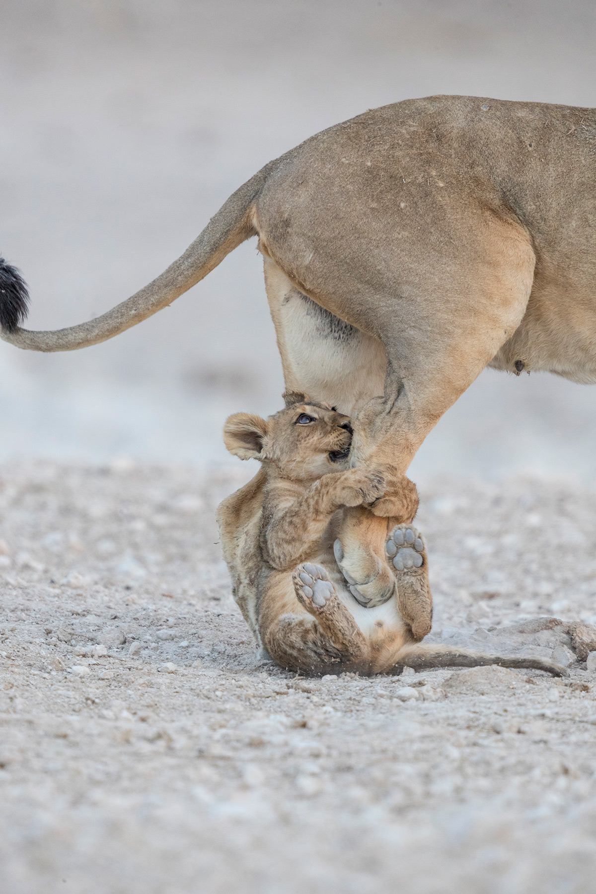 A lion cub grabs his mother's leg as she gets up after resting in Etosha National Park, Namibia © Owen Jason Kandume