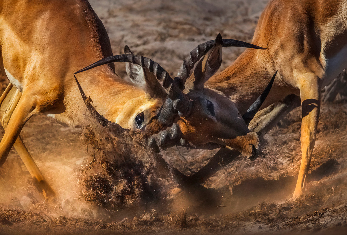 A fight between two gazelle in Chobe National Park, Botswana © Panos Laskarakis