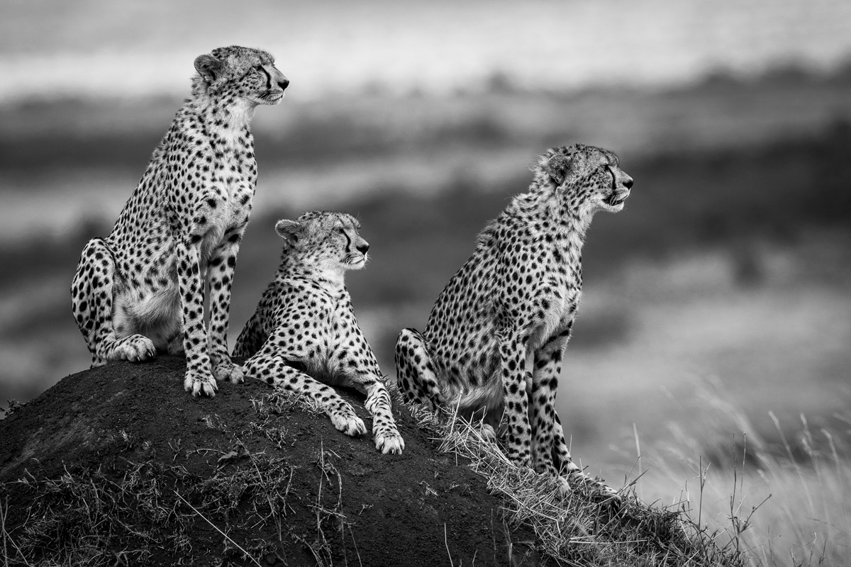 Cheetahs observe the landscape from their mound in Maasai Mara National Reserve, Kenya © Patrice Quillard