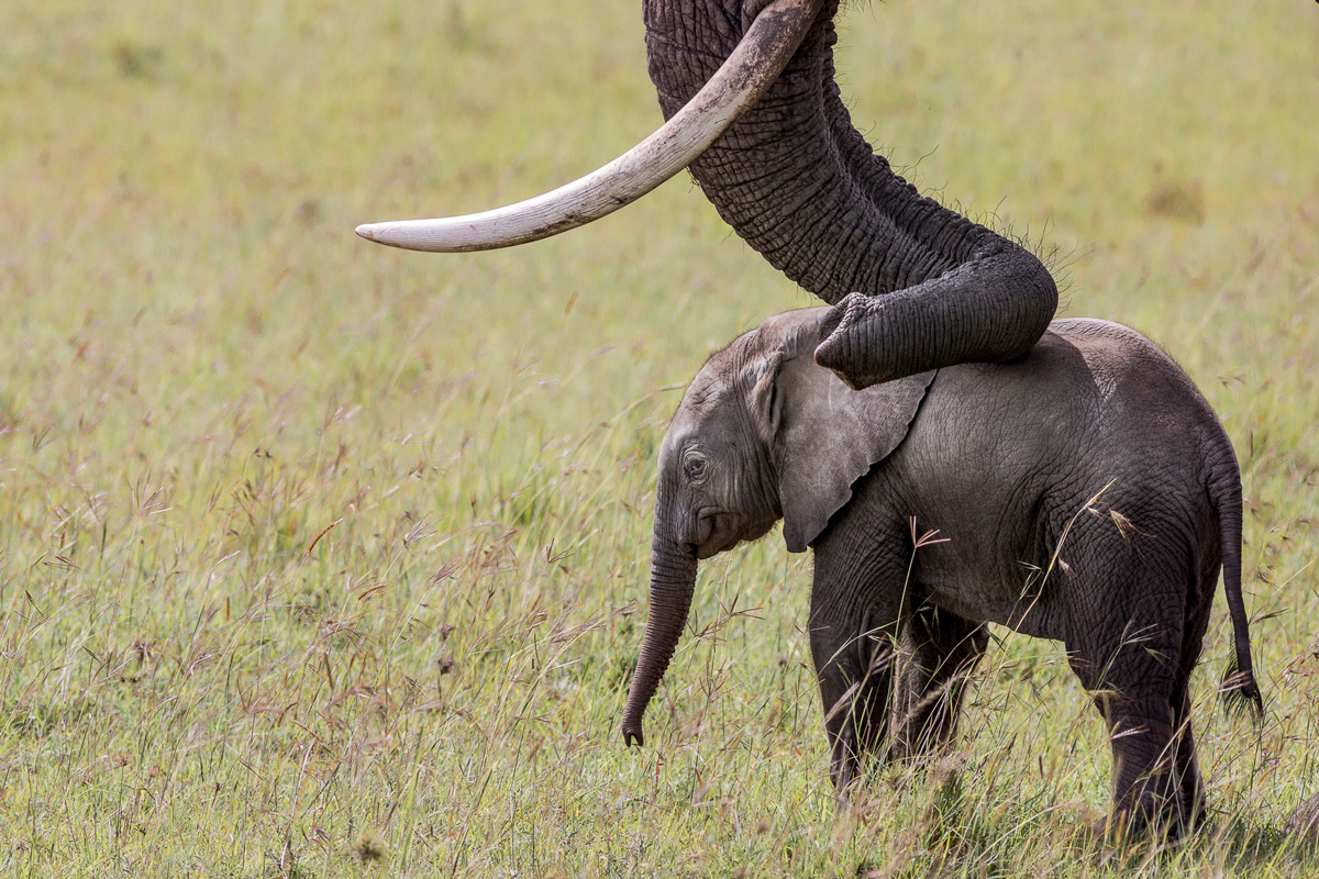 An elephant calf in Maasai Mara National Reserve, Kenya © Patrice Quillard