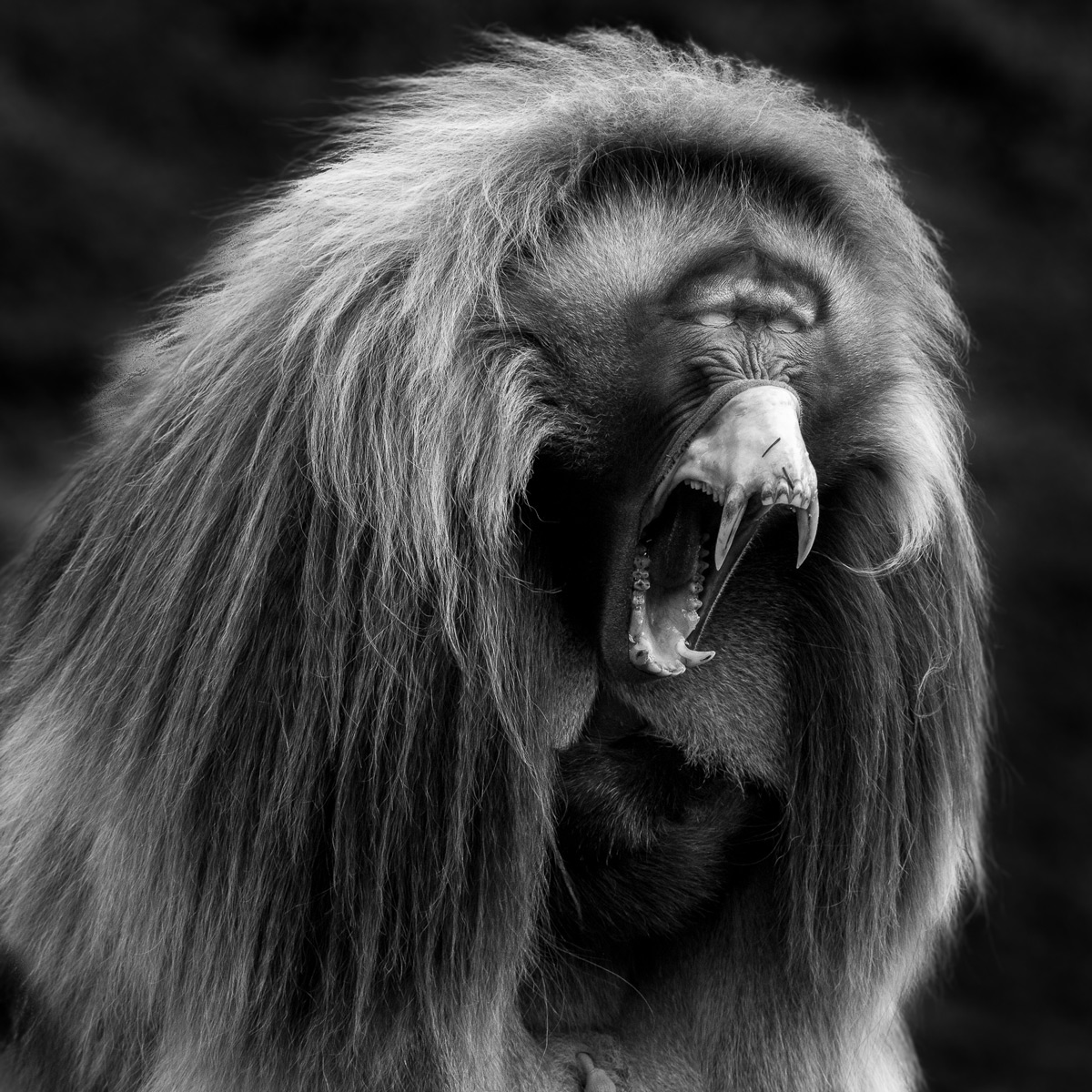 A gelada (also known as a bleeding-heart monkey) yawns in Simien Mountains National Park, Ethiopia © Patrice Quillard