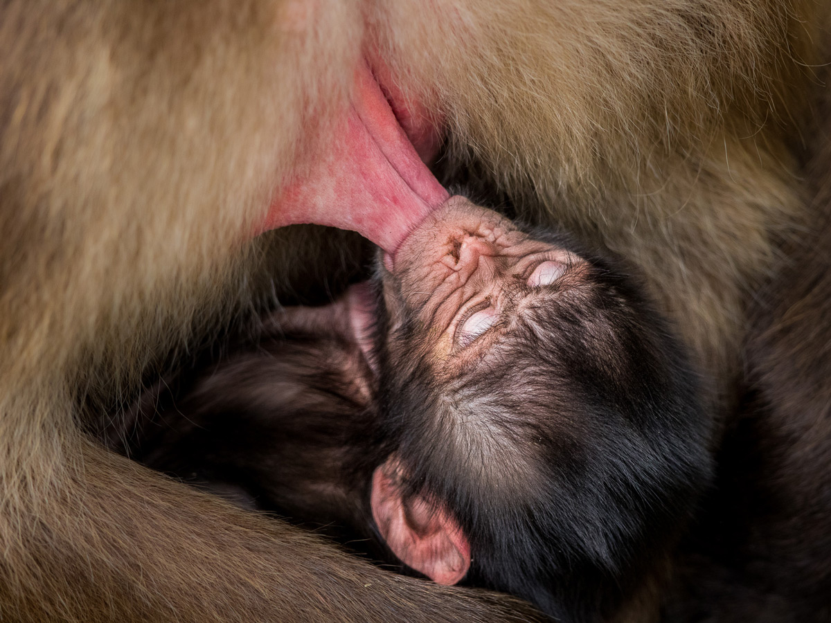 An infant gelada (also known as a bleeding-heart monkey) falls asleep while suckling from his mother in Simien Mountains National Park, Ethiopia © Patrice Quillard