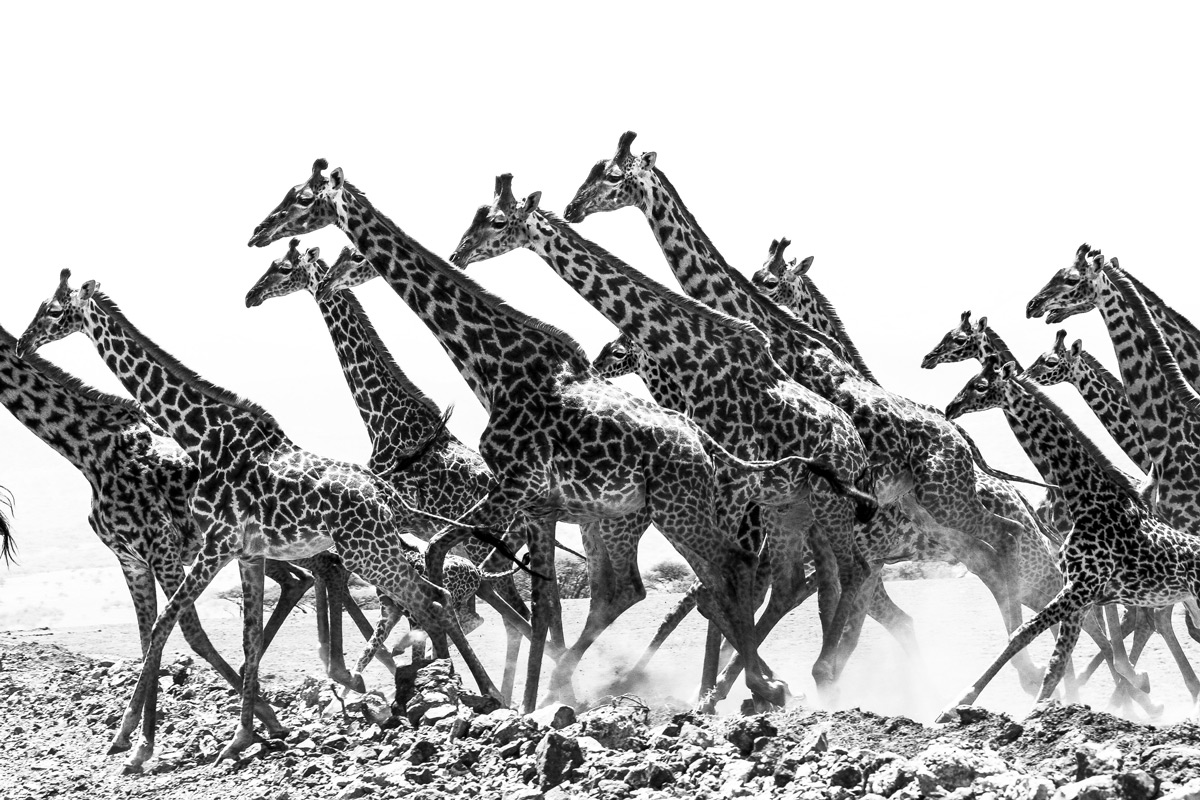 Giraffes make a run for it in Serengeti National Park, Tanzania © Patrice Quillard