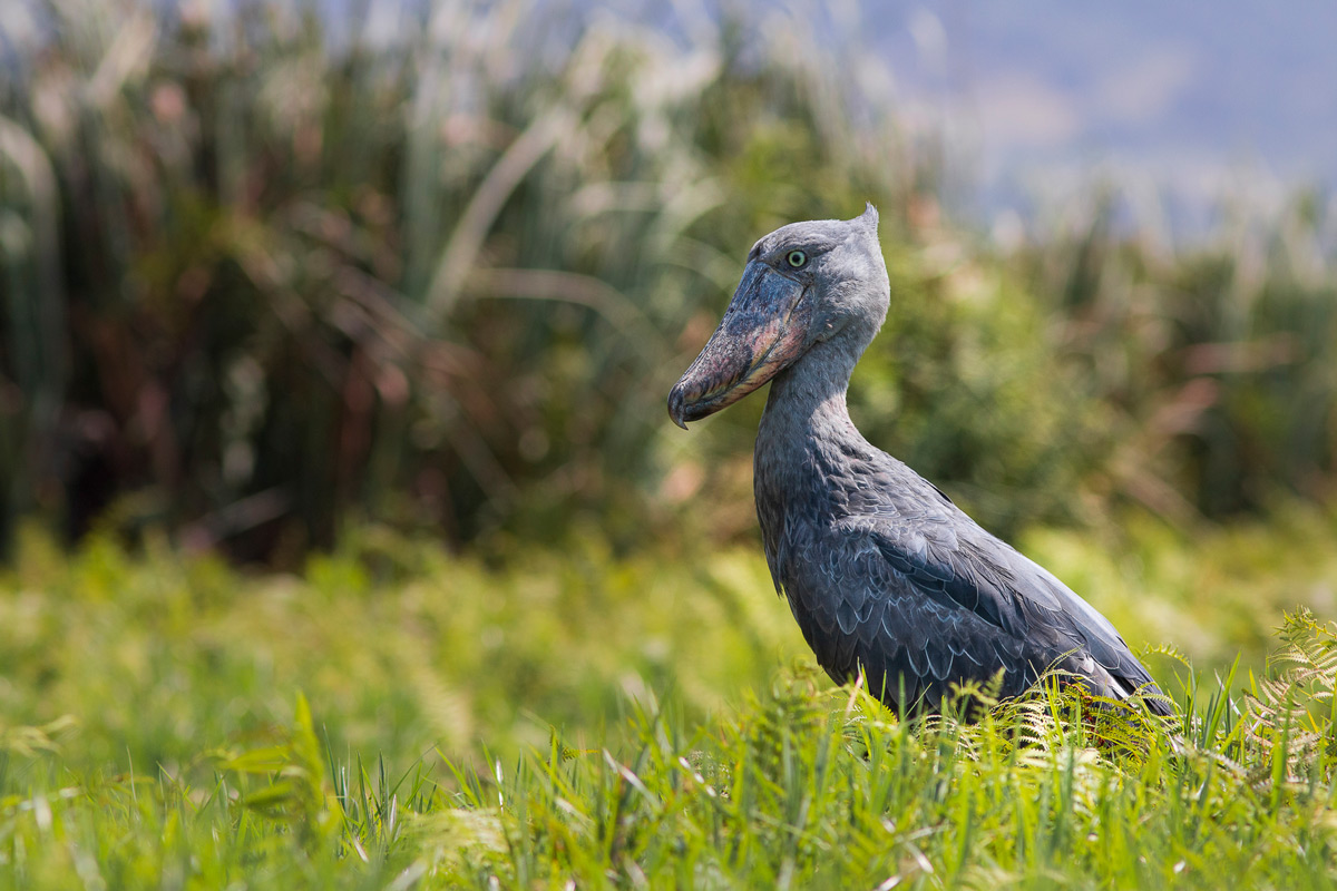 A shoebill patiently hunts for prey in Mabamba Swamps, Uganda © Patrice Quillard