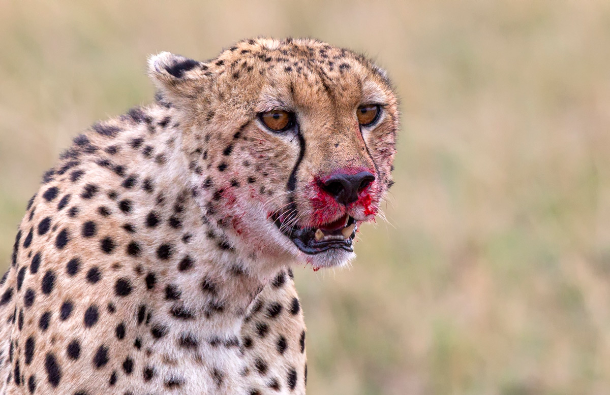 "Remains of the day" – a cheetah shows evidence of a recent kill in Maasai Mara National Reserve, Kenya © Prelena Soma Owen
