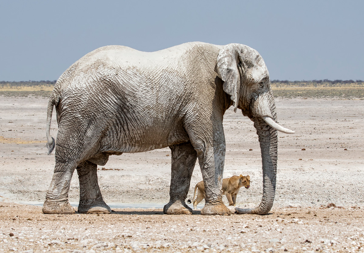"Unlikely drinking partners" – a lion and elephant meet at a waterhole in Etosha National Park, Namibia © Prelena Soma Owen