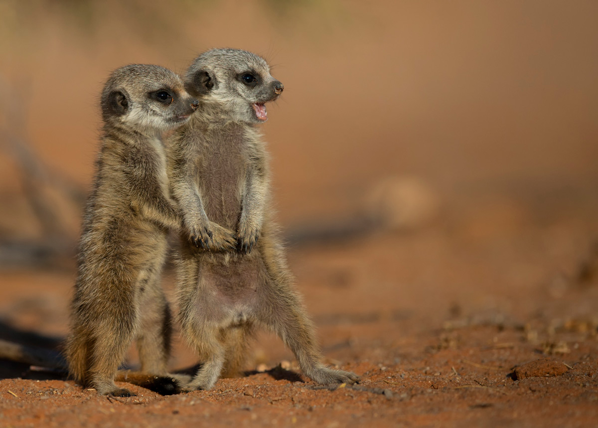Baby meerkats at play in Kgalagadi Transfrontier Park, South Africa © Prelena Soma Owen