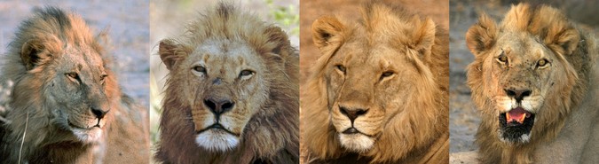 Four male lions