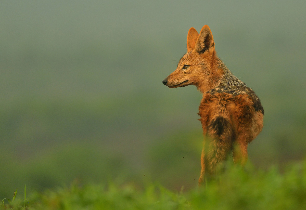 A black-backed jackal spotted in Zimanga Private Game Reserve, South Africa © Rhona Sellschop