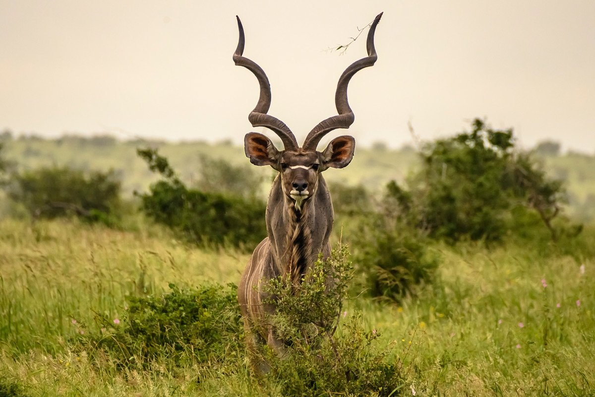 An imposing kudu bull spotted in Kruger National Park, South Africa © Robert Holmwood