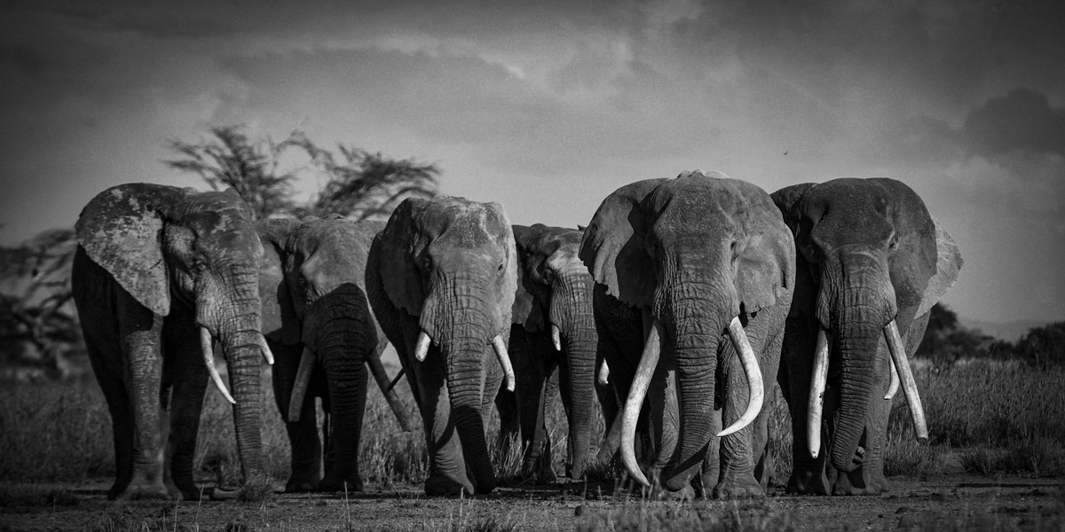 "Last of the tuskers" – Tim, possibly Kenya’s most famous elephant, leads an entourage of companions through the Kimana Sanctuary, southern Kenya © Ryan Wilkie