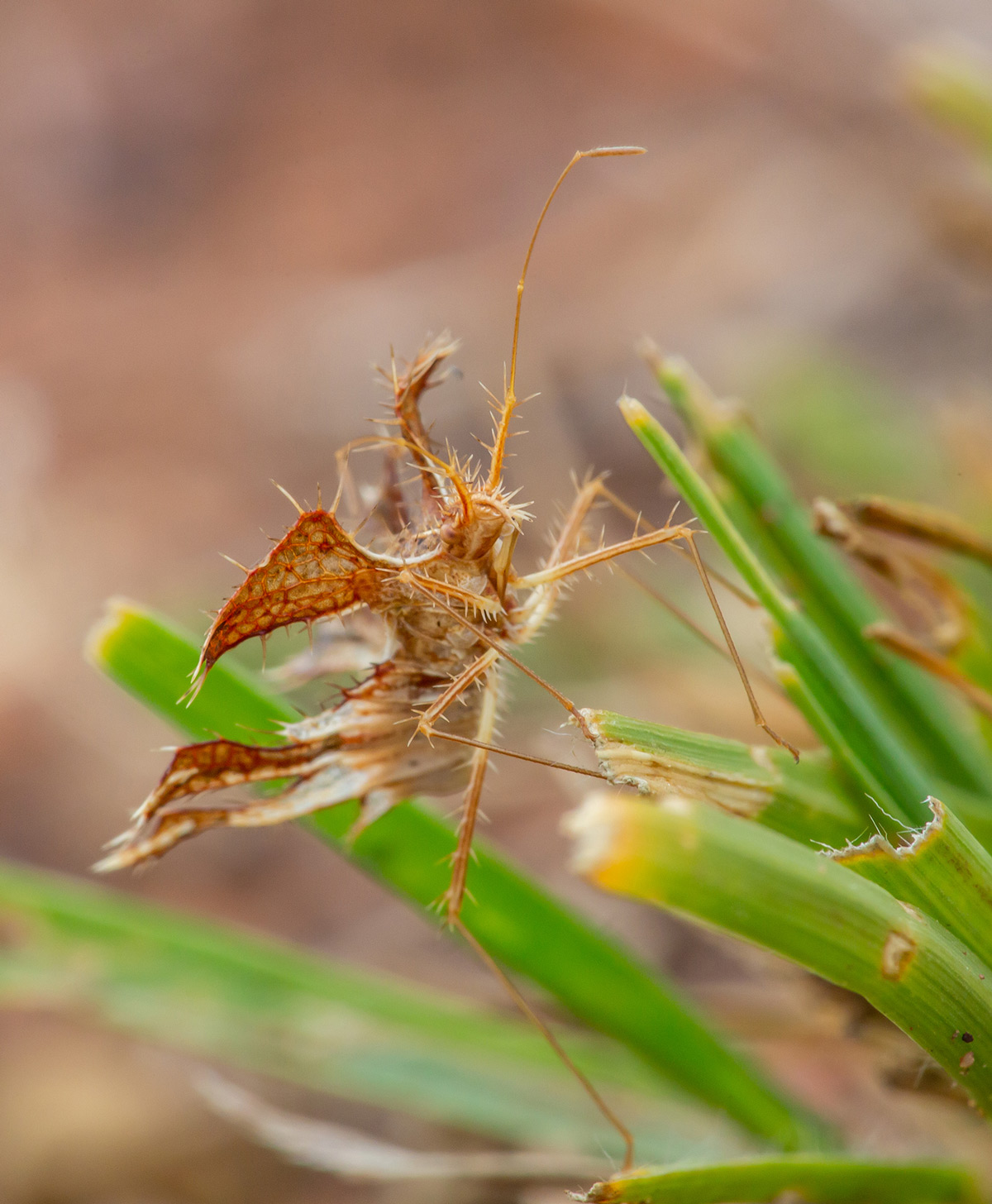 "This tiny herbivore boasts the ominous name of twig-wilter after its feeding behaviour of sucking the moisture from grass. It mimics a dry spiky leaf, making it rather hard to spot." – found in the bushveld north of Pretoria, South Africa © Sam J. Basch