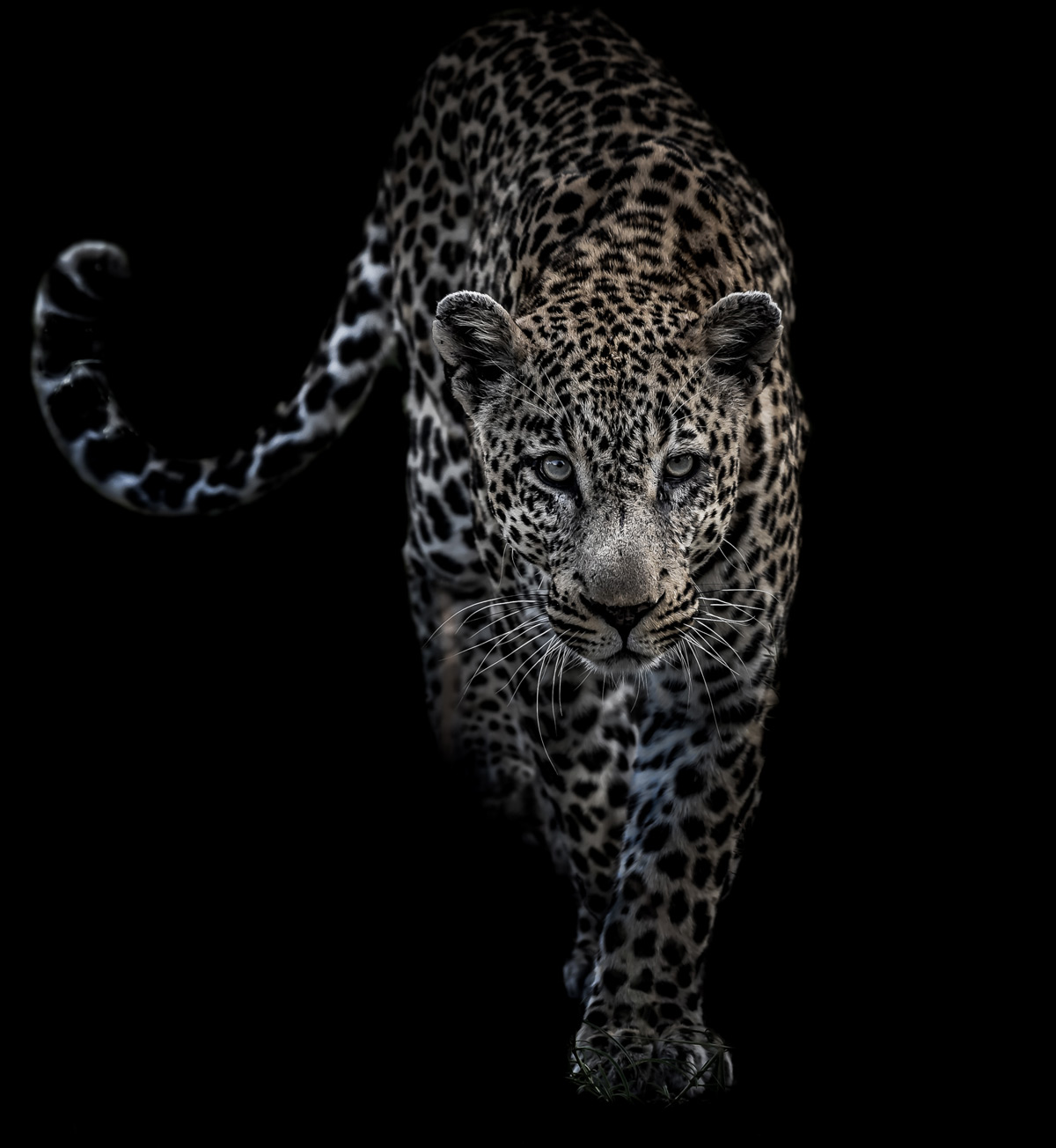 A dominant male leopard approaches in Sabi Sands Private Game Reserve, South Africa © Saul Rivkind