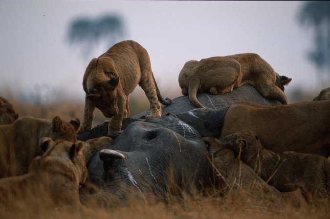 Selinda pride on an elephant carcass in 2002