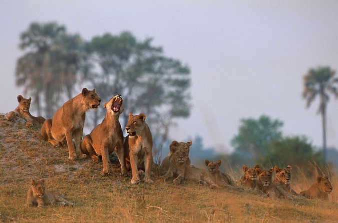 Selinda pride on termite mound in 2002